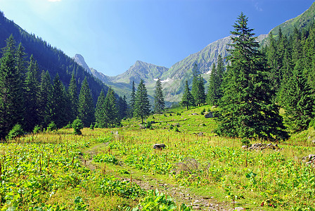 草地和森林风景山脉旅游山脊岩石小路摄影农场天空顶峰图片