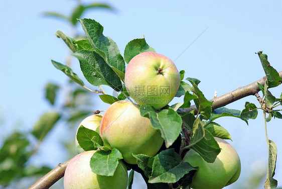 提取苹果木头叶子食物收成农场产品苹果树果园生长产物图片