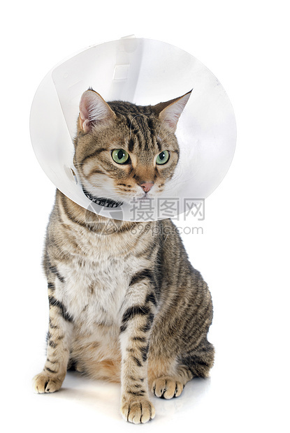 养猫划伤动物疾病眼睛塑料兽医克星工作室衣领棕色图片