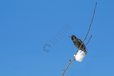 冬季野生动物平衡树枝八哥枝条蓝天鸟类图片