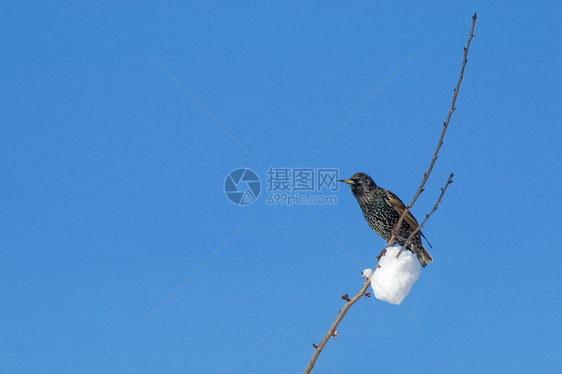 冬季野生动物平衡树枝八哥枝条蓝天鸟类图片