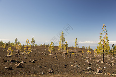 火山景观中的松林图片