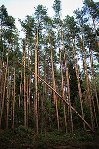 暴风雨过后森林林林林倒下森林风景天气松树树干碎片木头红木树木叶子图片