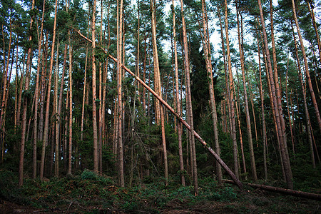 暴风雨过后森林林林林倒下天空树枝苔藓环境风暴红木云杉叶子飓风风景图片