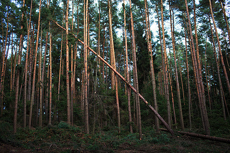 暴风雨过后森林林林林倒下木材树干红木森林天空云杉损害风暴风景苔藓图片