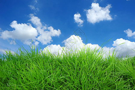 青草植物草地蓝色天空场地绿色草皮环境背景图片