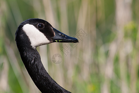 加拿大鹅肖像农场鸟类家畜人像池塘水平反思湖泊动物图片