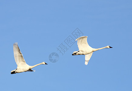 暴风天鹅蓝色喇叭动物鸟类苔原荒野白色水鸟天空迁移图片
