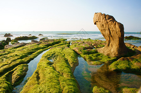 绿苔 沙滩上石块的壮丽风景海浪藻类环境海岸线苔藓海景旅行海岸阳光岩石图片