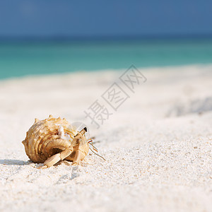 沙滩的寄居蟹旅行白色螃蟹天空贝类海洋热带风景荒野假期图片