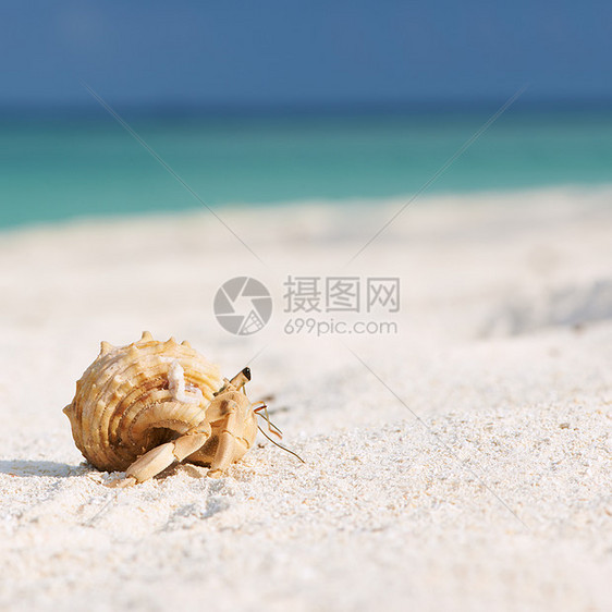 沙滩的寄居蟹旅行白色螃蟹天空贝类海洋热带风景荒野假期图片