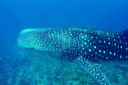 在马尔代夫水晶清蓝的蓝水中游泳的鲸鱼鲨鱼动物群旅行浮潜热带野生动物鼻齿兽蓝色海洋生物盐水潜水图片