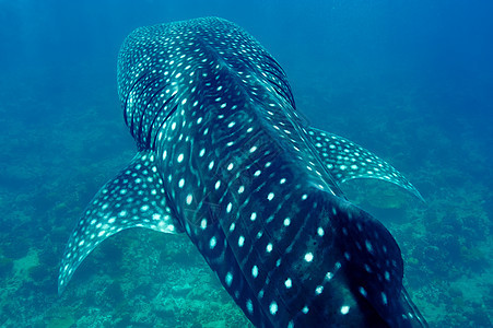 在马尔代夫水晶清蓝的蓝水中游泳的鲸鱼鲨鱼动物群海洋生物鲸鲨旅行动物鼻齿兽野生动物浮潜盐水热带图片