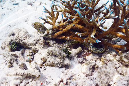 隐藏在珊瑚礁中的莫雷鱼图片