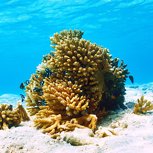 马尔代夫的珊瑚礁潜水情调浮潜野生动物海洋动物异国珊瑚蓝色呼吸管图片