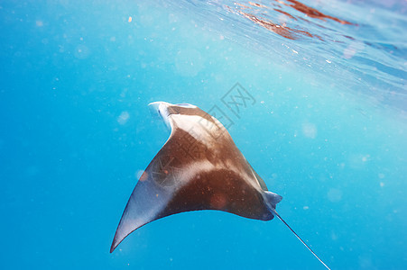 水下漂浮的曼塔射线热带生物荒野阳光野生动物海洋白色游泳潜水飞行图片