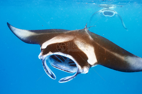 水下漂浮的曼塔射线白色荒野阳光生物飞行蓝色热带黑色海洋潜水图片