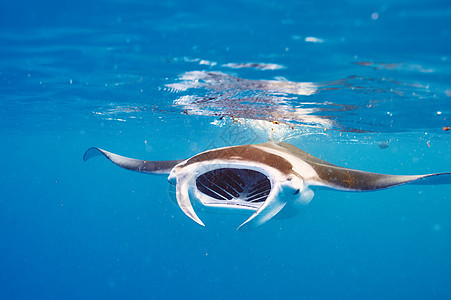 水下漂浮的曼塔射线海洋生物白色动物生活游泳热带野生动物浮游荒野图片