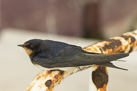 燕吞鸟野生动物羽毛动物宠物翅膀图片
