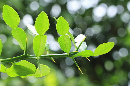 Kaffir 莱姆植物蔬菜健康美食食物草本植物营养热带草本绿色图片