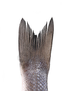 鱼头新鲜的海盆尾巴皮肤工作室白色低音食物鲈鱼生物海鲜生活背景