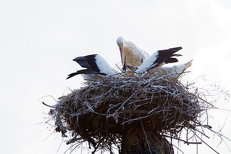 春天 白沙雀在巢中图片