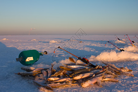波罗的海渔获量团体盐水食物动物眼睛淡水尾巴日落成功阳光图片