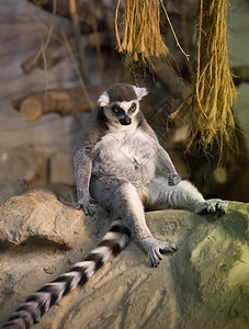 狐猴滑稽动物狐猴条纹荒野黑色白色尾巴灰色动物园毛皮哺乳动物图片