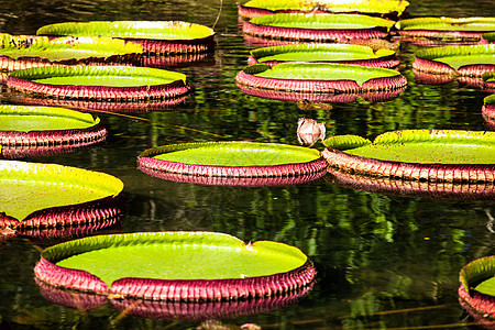 维多利亚雷吉亚 世界上最大的叶子 亚马逊河水百合花异国植物拼盘情调芙蓉池塘植物群百合森林盘子图片