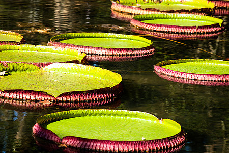 维多利亚雷吉亚 世界上最大的叶子 亚马逊河水百合花池塘拼盘盘子植物群荷花情调温室异国轮缘芙蓉图片