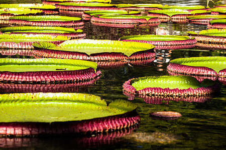 维多利亚雷吉亚 世界上最大的叶子 亚马逊河水百合花情调花园池塘花瓣拼盘盘子植物森林异国温室图片