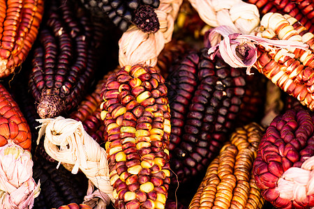 一个贴近或欢快和多彩干燥的印度玉米农场感恩静物季节花园生产元素收成核心装饰图片