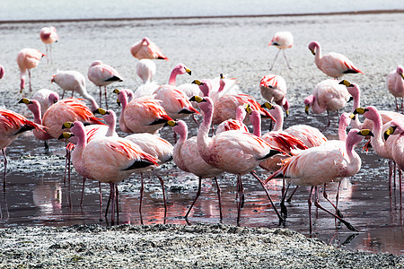 玻利维亚南部安第斯山脉湖上的Flamingos反射风景旅行荒野高度异国情调高原石头游客图片