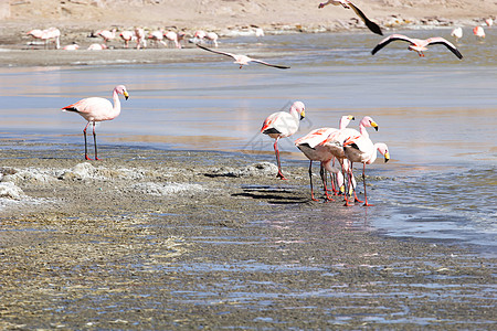 玻利维亚南部安第斯山脉湖上的Flamingos沙漠蓝色反射火烈鸟石头旅行高原野生动物鸟群风景图片