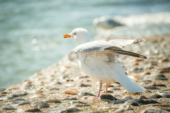 海上喷洒海鸥图片