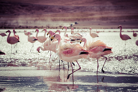 玻利维亚南部安第斯山脉湖上的Flamingos火烈鸟国家野生动物风景天蓝色蓝色鸟群海拔旅行高原图片