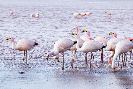 玻利维亚南部安第斯山脉湖上的Flamingos公园山脉旅行蓝色鸟群天蓝色石头高度国家沙漠图片