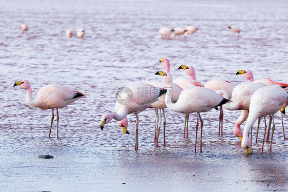 玻利维亚南部安第斯山脉湖上的Flamingos公园山脉旅行蓝色鸟群天蓝色石头高度国家沙漠图片