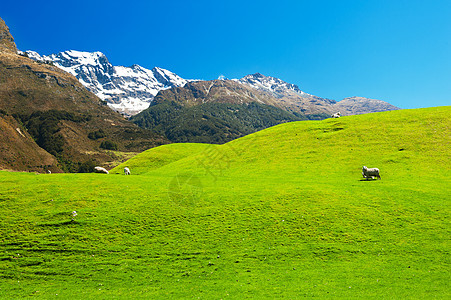 新西兰山脉国家天空旅游动物牧场农村岩石场地场景蓝色图片