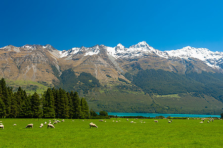 新西兰山脉农田草地高山蓝色动物牧场农场国家场地场景图片