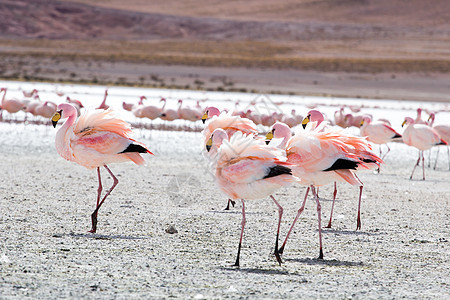 玻利维亚南部安第斯山脉湖上的Flamingos风景高原国家山脉高度动物野生动物海拔旅行鸟群背景图片