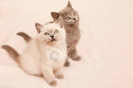 坐小猫婴儿白色姿势悲哀水平灰色宠物毛皮粉色动物图片