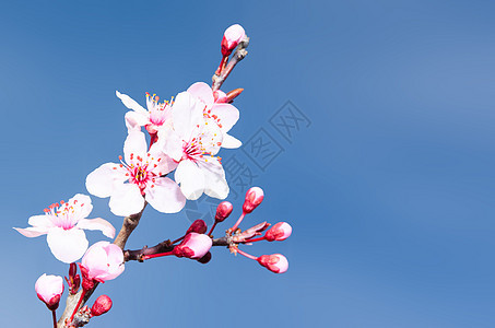 春梅花开着粉红芽和鲜花图片