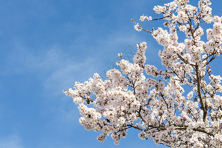 白花在蓝天上盛开的春月杏树图片