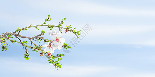 春花杏树与蓝天对立图片