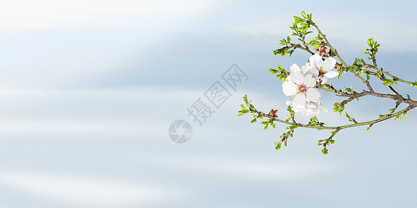 春开的杏仁树 对着蓝天图片