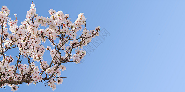 春春花杏树的大枝图片