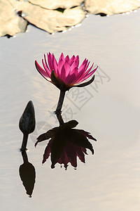 莲花花园花瓣荷花植物学热带植物群环境池塘公园植物图片