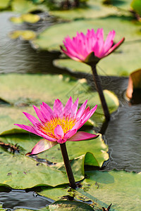 莲花植物群花朵花瓣环境植物植物学热带公园花园池塘图片