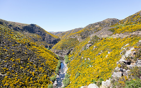 铁路在峡谷一侧 有桥旅游黄色金雀花支架运输窄轨铁轨风景丘陵旅行图片